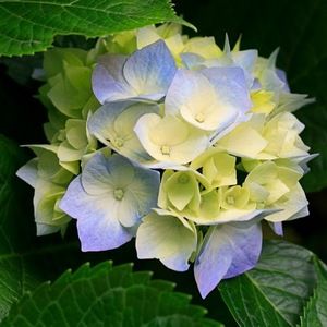 Meet your Posher, Tanya